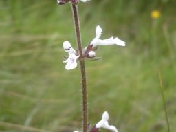 Stachys aethiopica spaced flower whorls